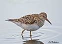 Calidris melanotos